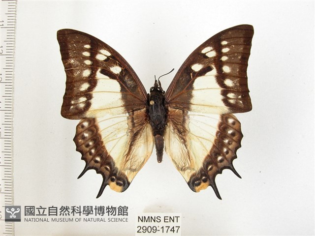 雙尾蛺蝶藏品圖，第1張