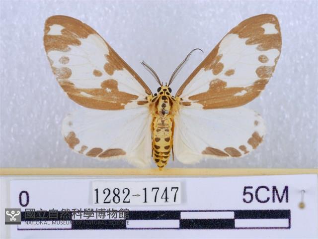 後凸蝶燈蛾藏品圖，第1張