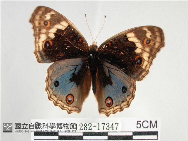 青眼蛺蝶、孔雀青蛺蝶藏品圖，第1張