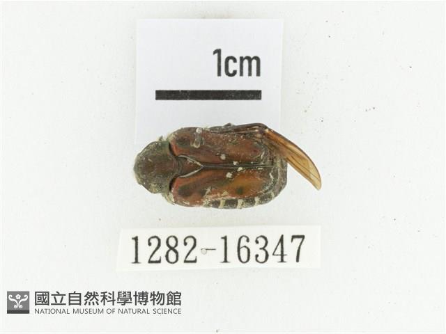 黑斑陷紋金龜藏品圖，第1張