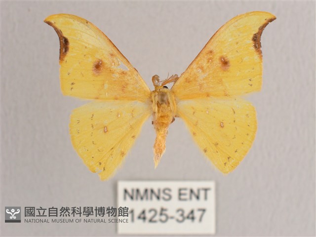彎黑黃鉤蛾藏品圖，第1張