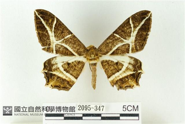 樹形尺蛾藏品圖，第1張