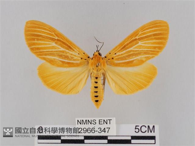 橙擬燈蛾藏品圖，第1張