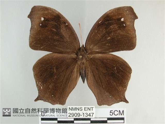 森林暮眼蝶、黑樹蔭蝶藏品圖，第1張