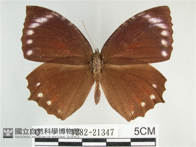 藍紋鋸眼蝶藏品圖，第1張