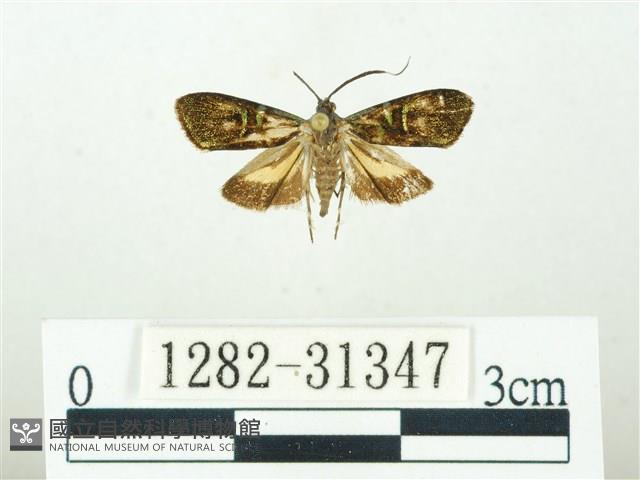 叉紋閃舞蛾藏品圖，第1張