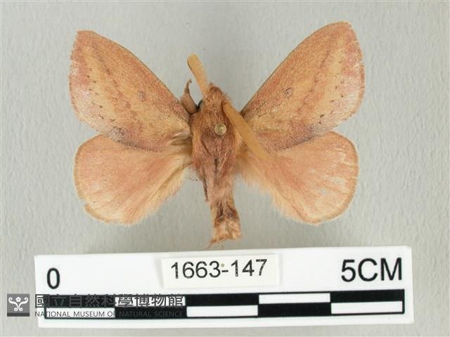 淡紋斜帶枯葉蛾藏品圖，第1張