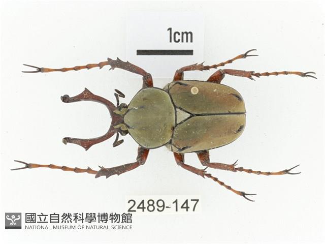 臺灣角金龜藏品圖，第1張