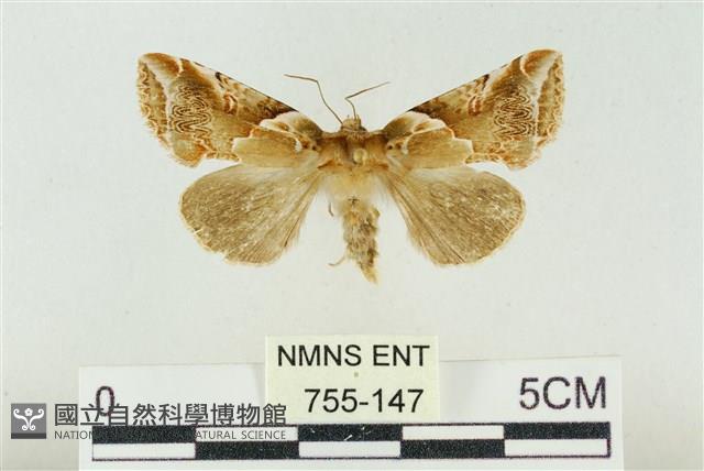 寬帶波紋蛾藏品圖，第1張