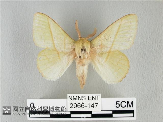 青枯葉蛾藏品圖，第1張