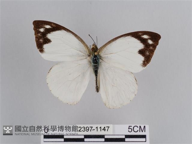 雲紋尖粉蝶藏品圖，第1張