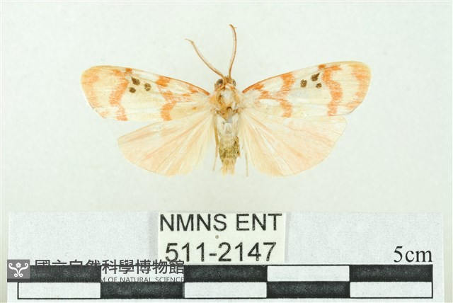 臺雪苔蛾藏品圖，第1張