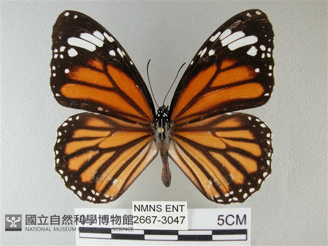 黑脈樺斑蝶藏品圖，第1張
