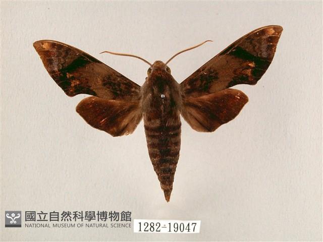 斜帶天蛾藏品圖，第1張