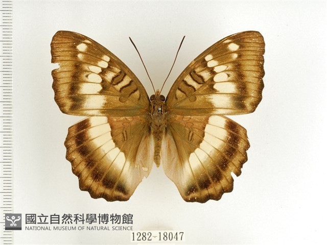 臺灣翠蛺蝶藏品圖，第1張