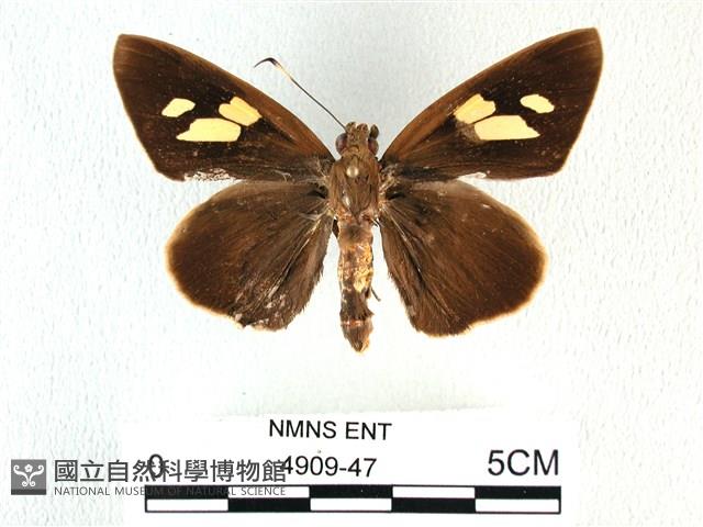 香蕉弄蝶藏品圖，第1張