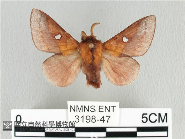 月斑枯葉蛾藏品圖，第1張