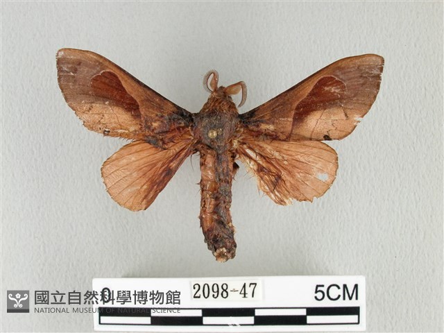 大褐斑枯葉蛾藏品圖，第1張