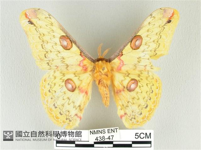 黃豹天蠶蛾藏品圖，第1張