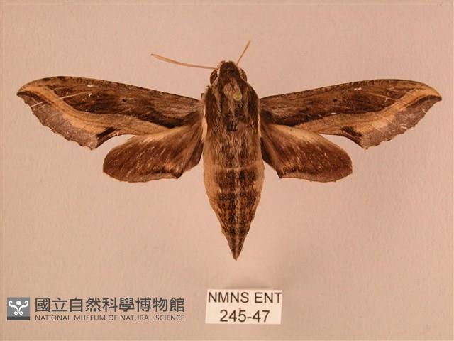 斜線天蛾藏品圖，第1張