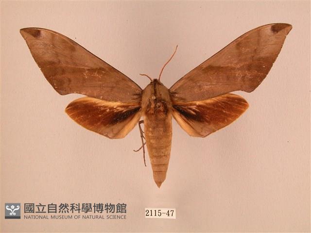 波紋豆天蛾藏品圖，第1張