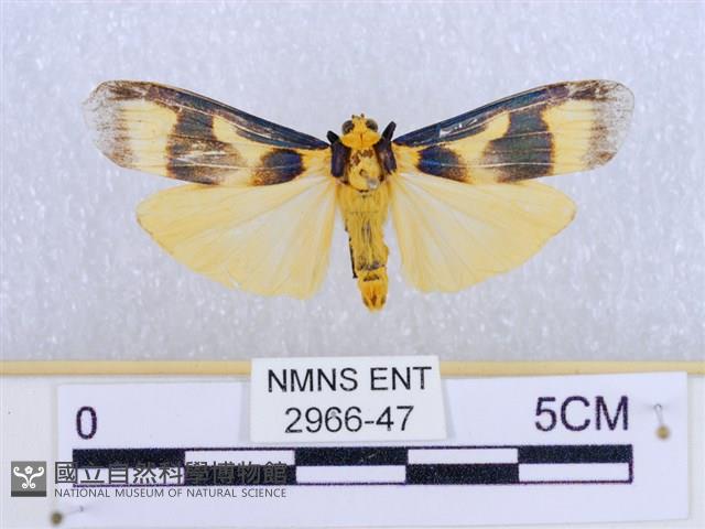 閃光苔蛾藏品圖，第1張