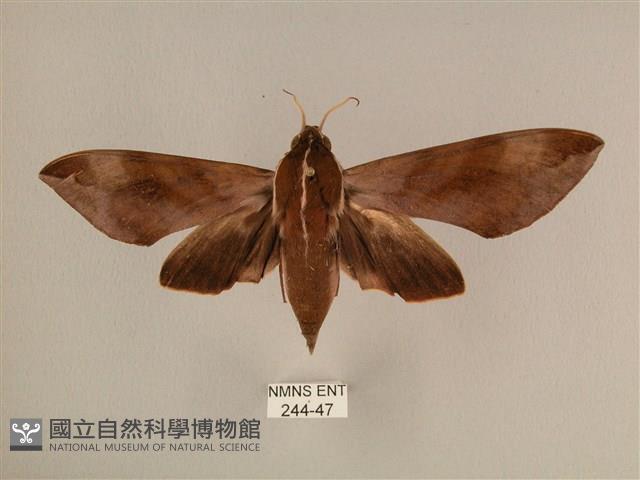 背中白天蛾藏品圖，第1張