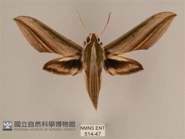 棕綠背線天蛾藏品圖，第1張