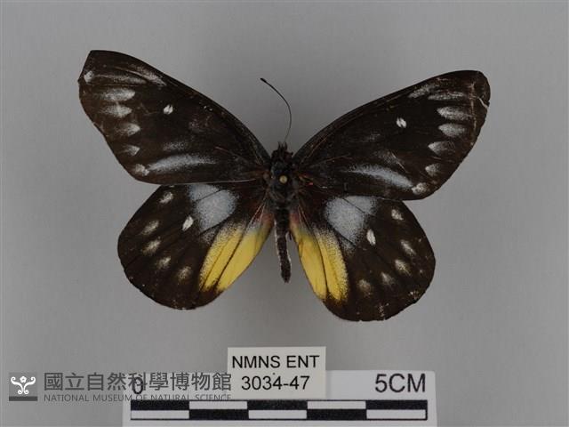 豔粉蝶藏品圖，第1張