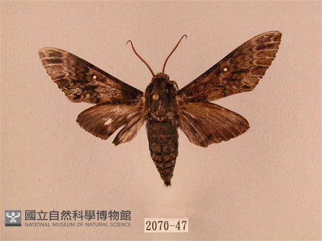 白星天蛾藏品圖，第1張