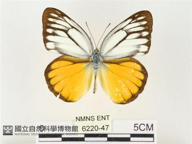 黃裙脈粉蝶藏品圖，第1張