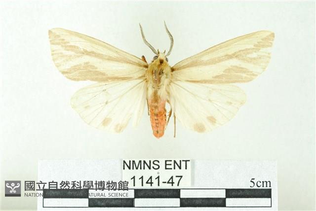 赭新污燈蛾藏品圖，第1張