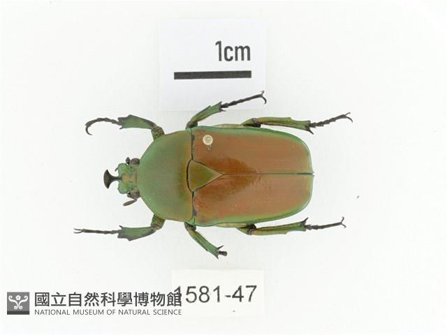 臺灣扇角金龜藏品圖，第1張