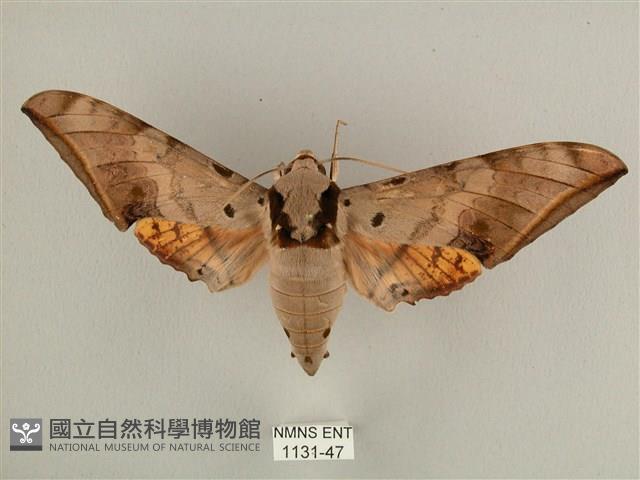 臺灣鷹翅天蛾藏品圖，第1張
