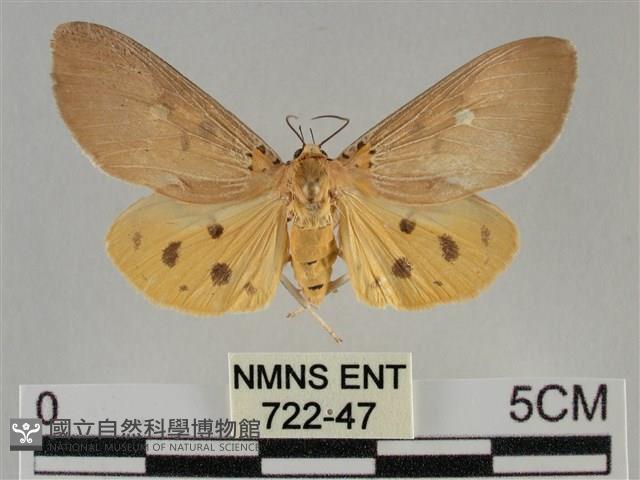 一點擬燈蛾藏品圖，第1張