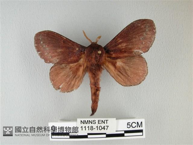 隱波紋枯葉蛾藏品圖，第1張