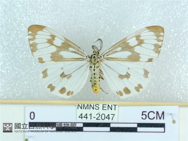 粉蝶燈蛾藏品圖，第1張