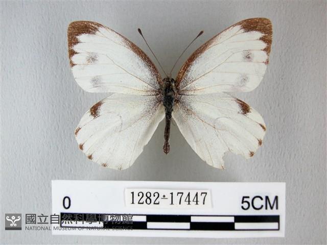 緣點白粉蝶藏品圖，第1張
