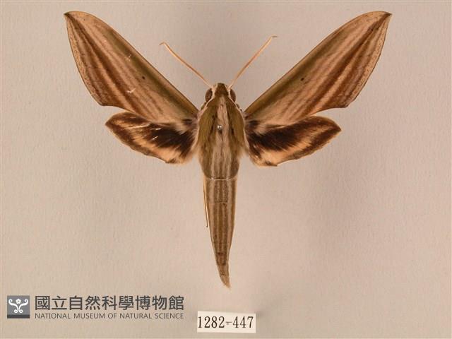 棕綠背線天蛾藏品圖，第1張