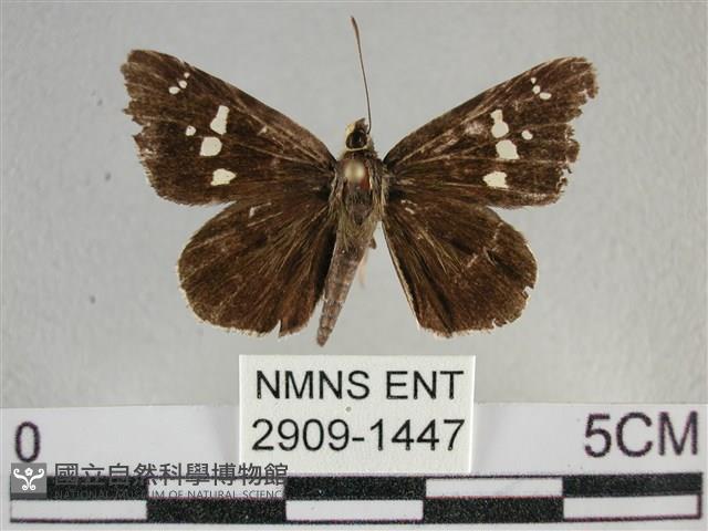 白斑弄蝶藏品圖，第1張