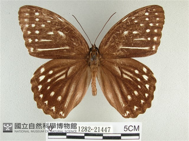 臺灣斑眼蝶藏品圖，第1張