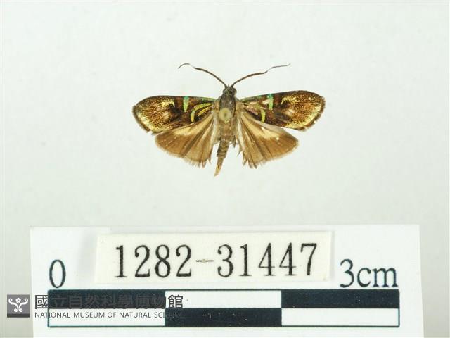 叉紋閃舞蛾藏品圖，第1張