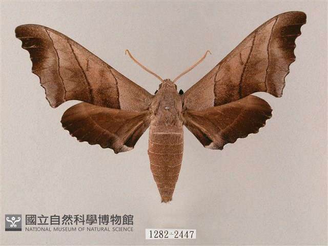 齒翅三線天蛾藏品圖，第1張