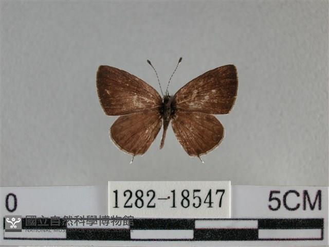 黑星灰蝶藏品圖，第1張