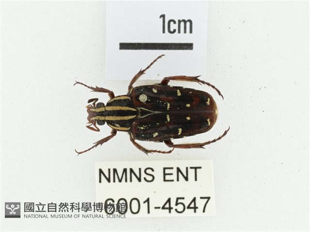 巴蘭陷紋金龜藏品圖，第1張
