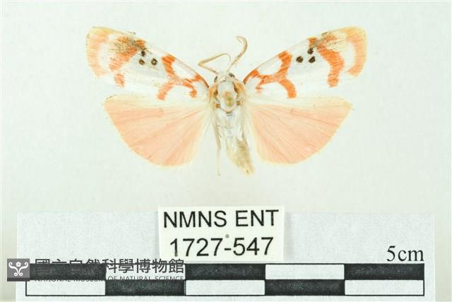 臺雪苔蛾藏品圖，第1張