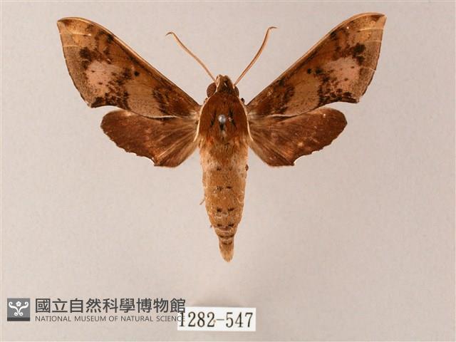 雙斑白肩天蛾藏品圖，第1張