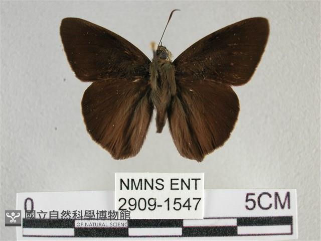 圓翅絨弄蝶藏品圖，第1張