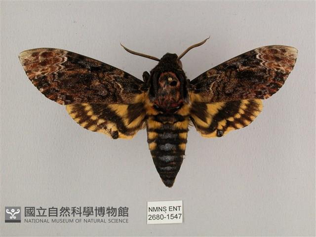 鬼臉天蛾藏品圖，第1張