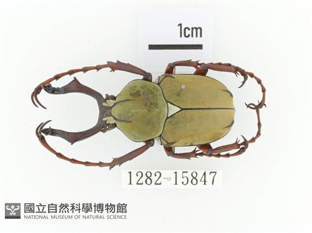 臺灣角金龜藏品圖，第1張